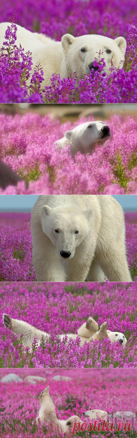 Без заголовка