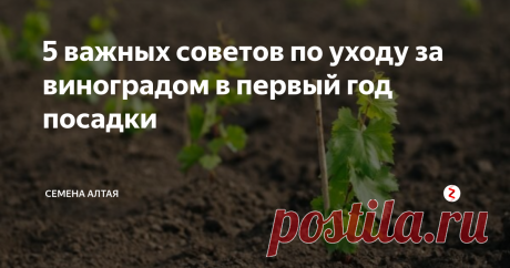 5 важных советов по уходу за виноградом в первый год посадки Никогда саженцы растений не бывают так уязвимы, как в первый год после посадки в грунт. Вот почему в это время очень важно ухаживать за юными растениями. Рассказываем, на что стоит обратить внимание в этот период.
