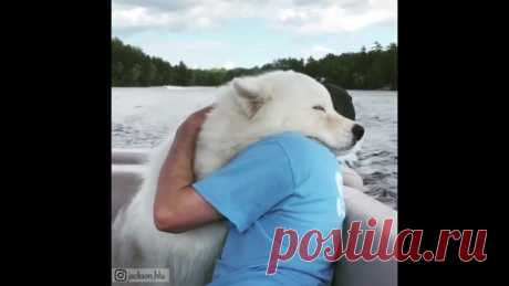 Животные любят обниматься