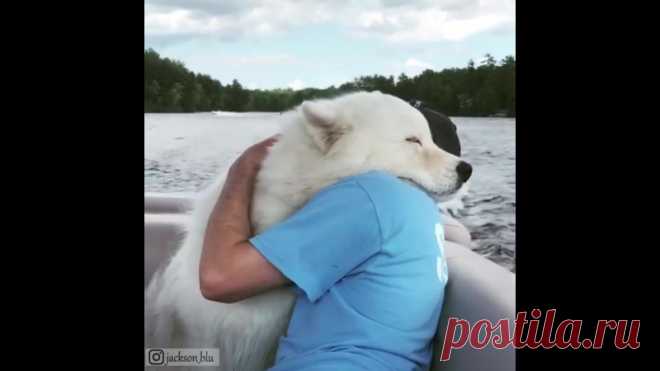 Животные любят обниматься