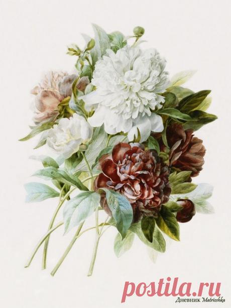 Ботанические иллюстрации.Pierre-Joseph Redouté.Часть 1.