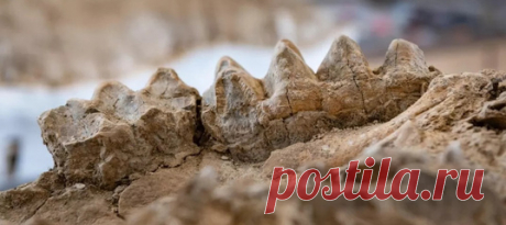 Монструозный лосось, мегаверблюд, слон с двумя парами бивней и другие фантастические твари миллионы лет отдыхали под окаменелыми стволами деревьев. А теперь их обнаружили палеонтологи – и поразились количеству и размаху находок. Координаты «окаменелого зверинца», конечно, пока держатся в строгом секрете.