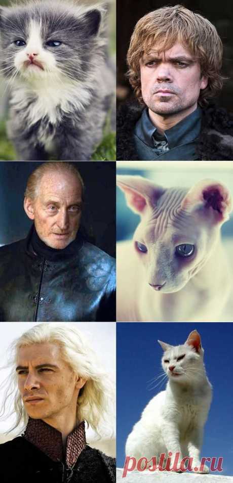 Коты в «Игре престолов»