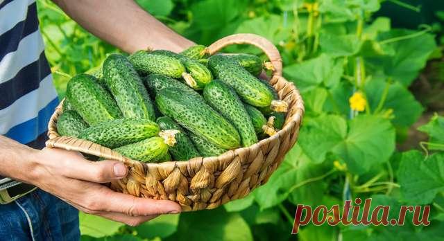 Соблюдение всех правил культивации огурцов, помогут собрать большой урожай, на зависть соседям — Ⴚα∂ ℨα୮০τ০Ᏸҡα