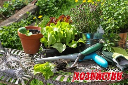 Выращивание второго урожая