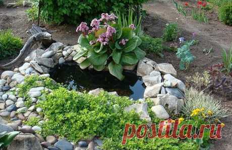 Бадан: посадка, уход, сорта