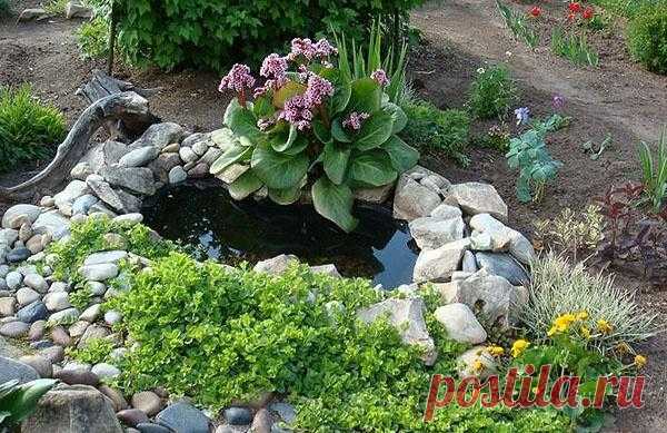 Бадан: посадка, уход, сорта