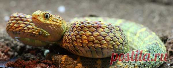 Страшные животные нашей планеты, в существование которых трудно поверить (описание и фото) | Мир животных и растений | Яндекс Дзен