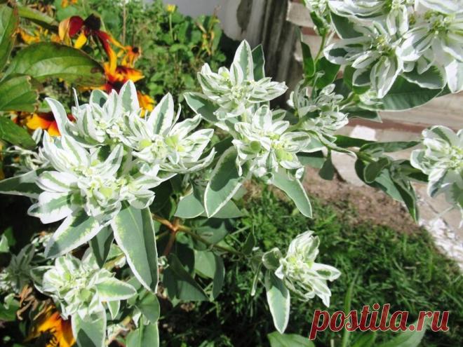 5 цветов, которые никогда раньше не видела в деревенских цветниках советского времени | Дача ягодки цветочки | Яндекс Дзен