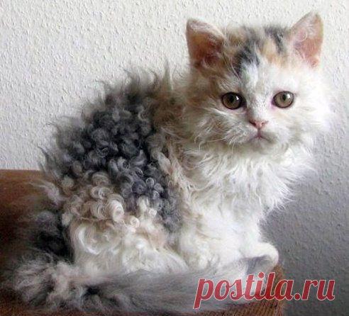 Кудрявый котенок...)
