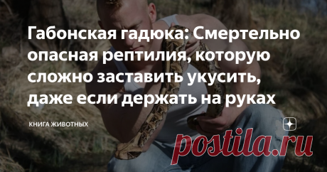 Габонская гадюка: Смертельно опасная рептилия, которую сложно заставить укусить, даже если держать на руках Не зря говорят, что спокойные существа злее всего. Если вы достаточно глупы, чтобы пробить их скорлупу из невозмутимости, то вы столкнётесь с последствиями в виде клокочущей ярости. Габонская гадюка — прекрасная иллюстрация моих слов. Она ядовита, она смертоносна, она спокойна как танк. Флегматичная змеюка прописалась на родине всех гадюк — в Африке. Однако, просторн...