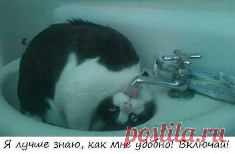 Без кота и жизнь не та ツ