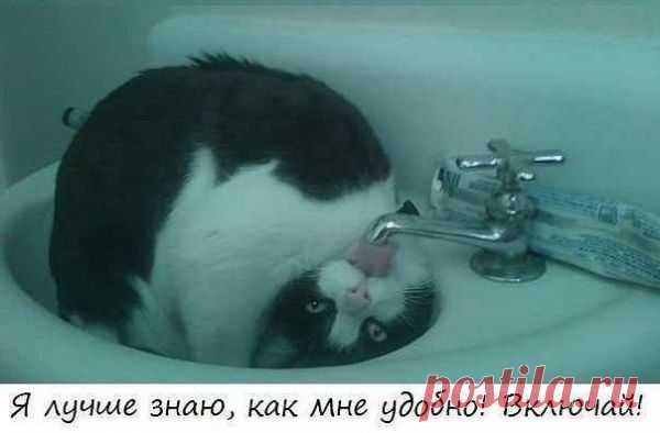 Без кота и жизнь не та ツ