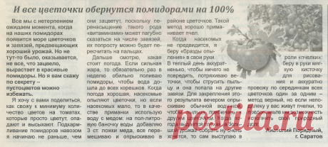 Как избежать пустоцветов у помидоров