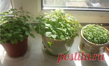мята на подоконнике: 9 тыс изображений найдено в Яндекс.Картинках