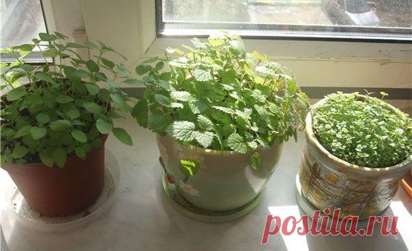 мята на подоконнике: 9 тыс изображений найдено в Яндекс.Картинках