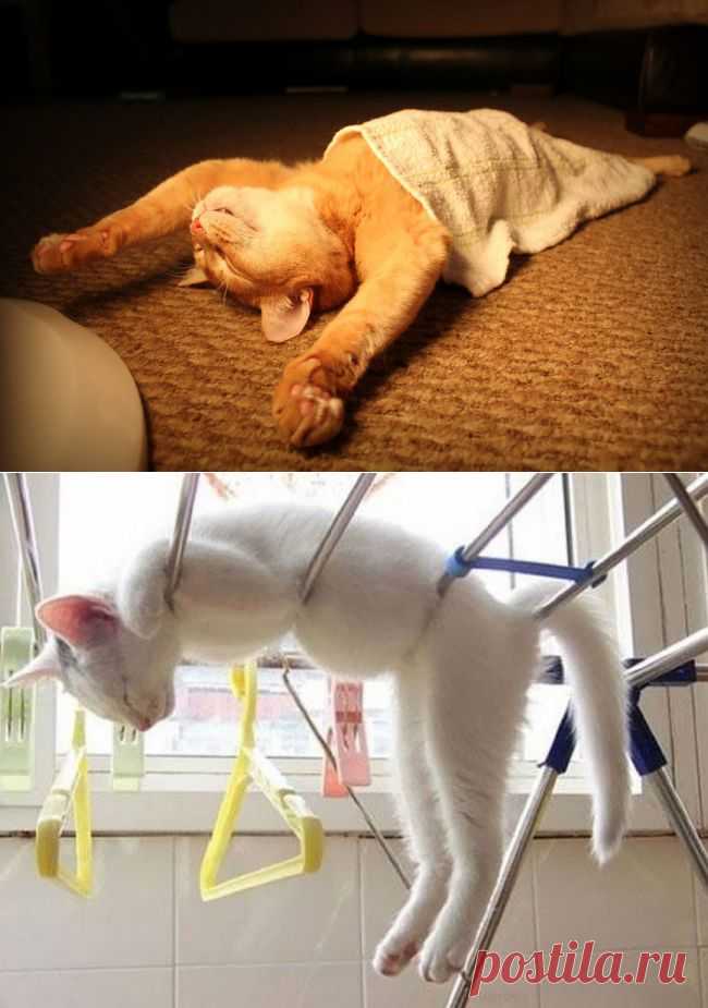 30 котов, постигших искусство «Сон-Фу»