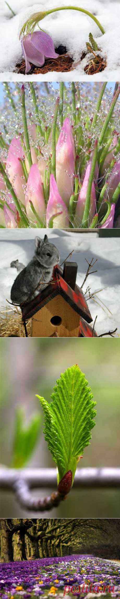 Вот и началась весна 2012 года | Kayrosblog.ru - блог про искусство, дизайн, фотографии, интерьер и просто красоту нашей жизни