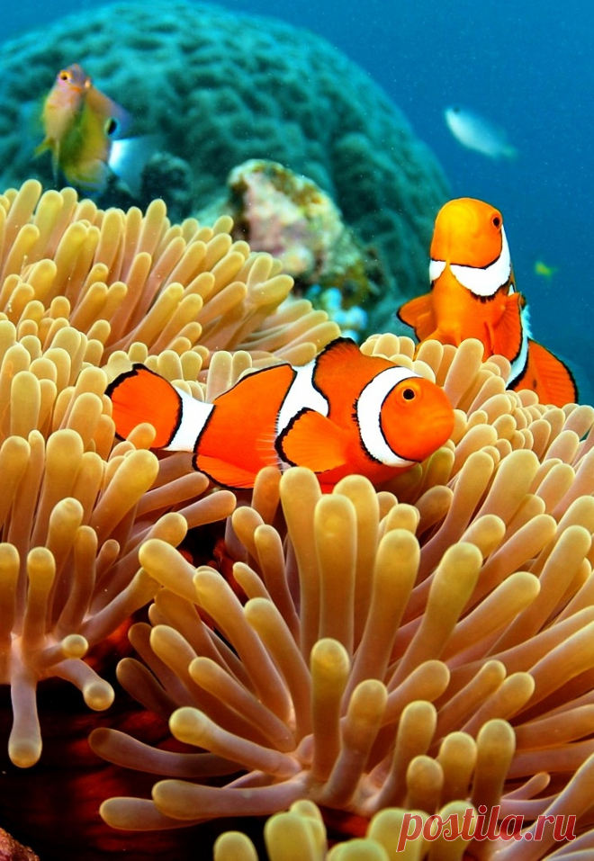 ღ