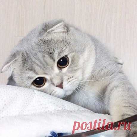 Грусняш