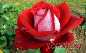 Секретный ингредиент для роскошных роз: каким средством подкормить цветы, чтобы окружающие не смогли оторвать глаз — Дачный участок