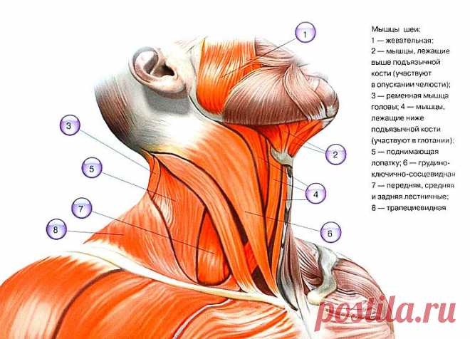Старение кожи на шее: хирургические способы решения проблемы