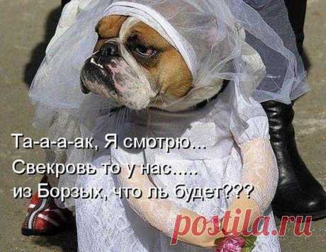 смешные животные - Поиск в Google