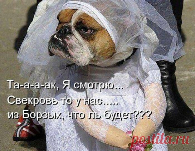 смешные животные - Поиск в Google