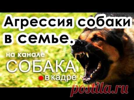 Агрессия собаки к членам семьи. Воспитание и дрессировка. - YouTube