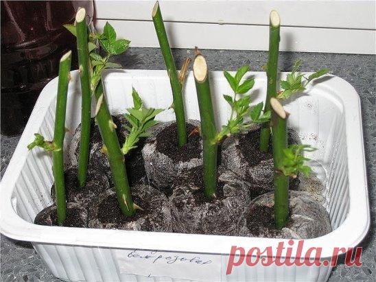 Супер-средство 