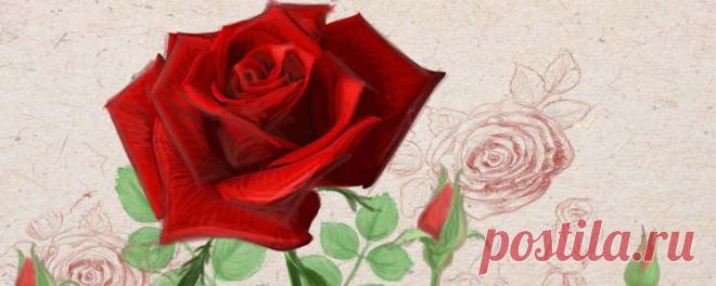 Как нарисовать розу поэтапно карандашом для начинающих