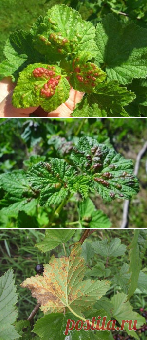 БОЛЕЗНИ СМОРОДИНЫ. КАК БОРОТЬСЯ С БОКАЛЬЧАТОЙ РЖАВЧИНОЙ?