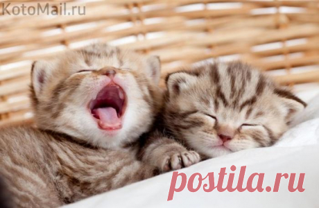 Всем приятных и пушистых снов