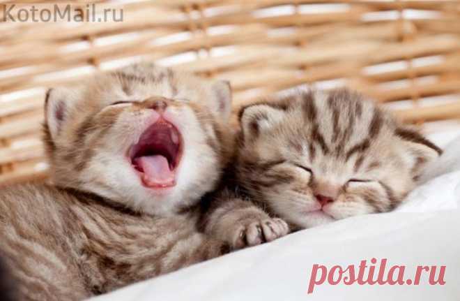 Всем приятных и пушистых снов