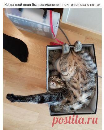 Зверушки,которые так похожи на нас — Убойный юмор - amworld