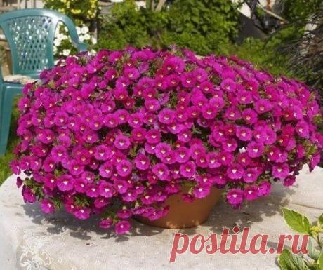 Формула обильного цветения ПЕТУНИЙ