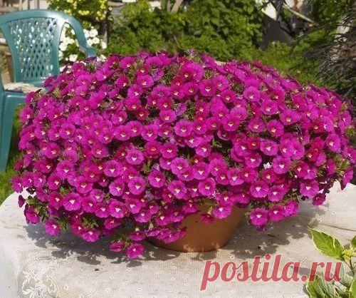 Формула обильного цветения ПЕТУНИЙ