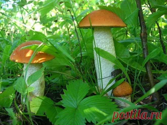 КУЛИНАРИЯ | Записи в рубрике КУЛИНАРИЯ | Дневник Дария_Швельниц