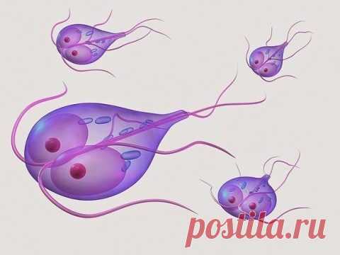 26 рецептов лечения лямблий народными средствами / Будьте здоровы