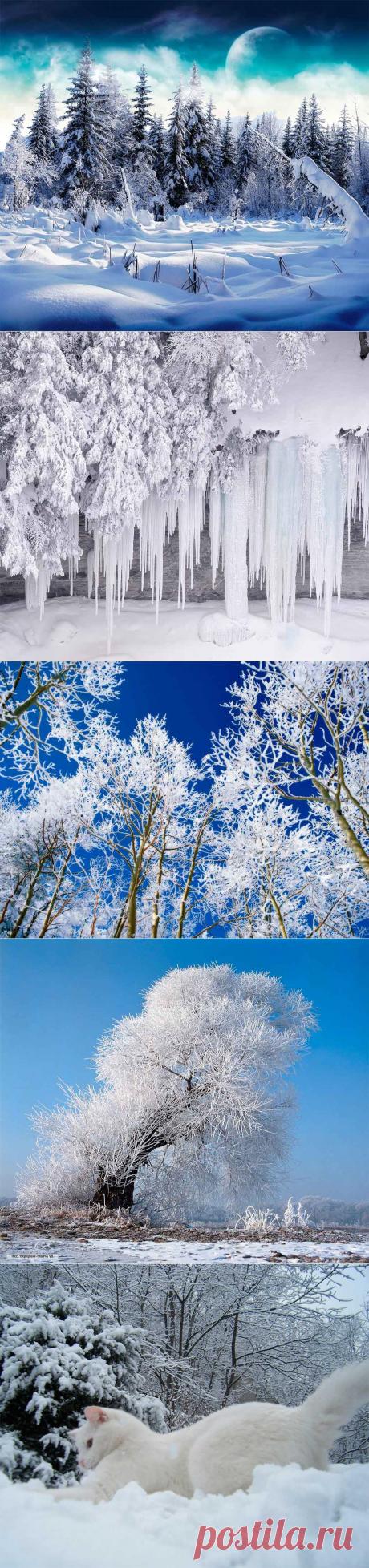 Зимний лес (49 фото) природа, деревья картинки видео