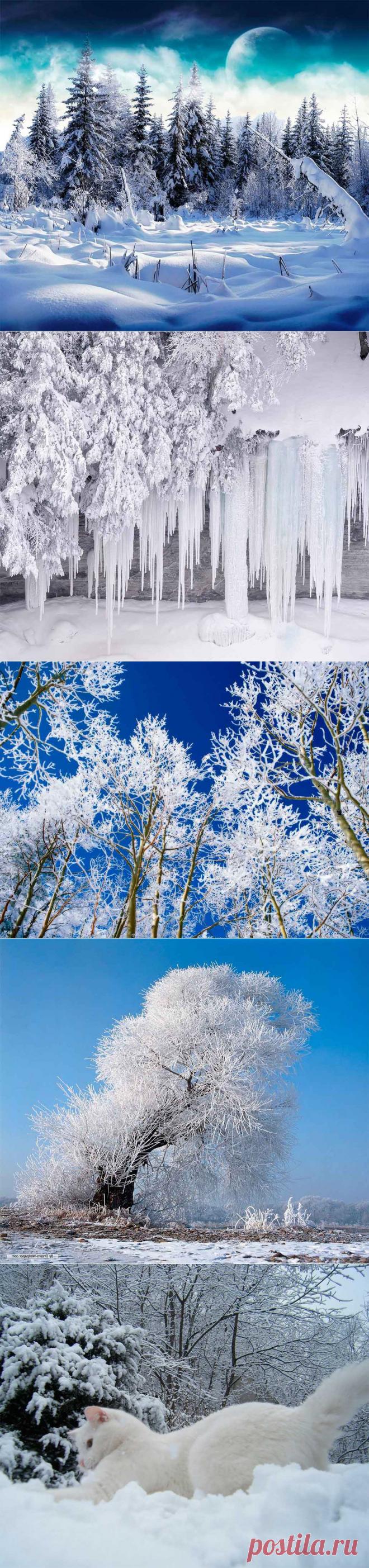 Зимний лес (49 фото) природа, деревья картинки видео