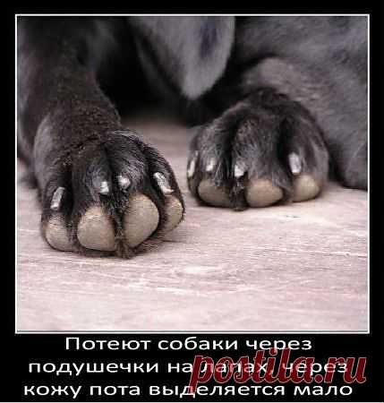 о собаках