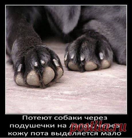о собаках