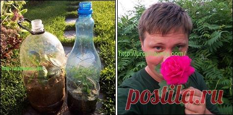 Укоренение в бутылке черенков роз и других кустарников