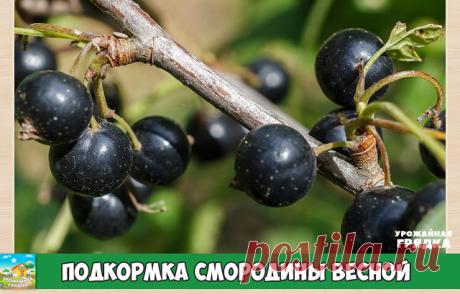 Подкормка смородины весной

Весной кусты смородины чувствуют себя ослаблено, особенно после зимнего сезона. Также на их истонченное состояние влияет место произрастание куста, а именно почва. Если он растет несколько лет на одном и том же месте, то почва под ним и вокруг него истощается, так как все питательные вещества идут на рост и развитие куста. Поэтому почву возле смородинового куста нужно начинать подпитывать ранней весной. Для таких взрослых растений больше подходя...