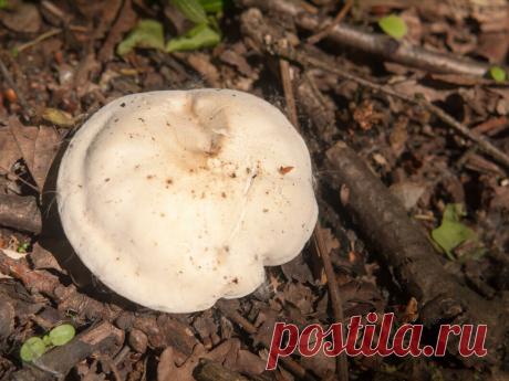 Куда пойти за весенними грибами? Бонус: где найти для них интересные рецепты | МТС/Медиа | Яндекс Дзен