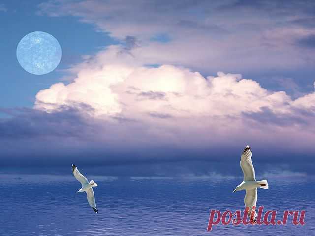 Чайки, Птицы, Полет, Небо, Луна - Бесплатное изображение на Pixabay - 549761