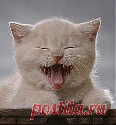 ПЛЕЙКАСТЫ
Валя Парватова (Мазуренко )