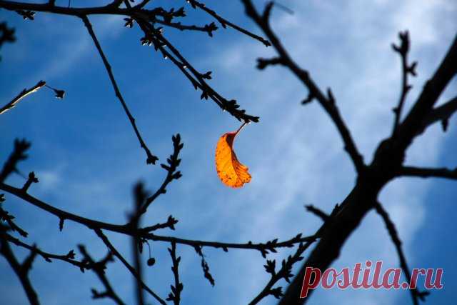 Обрезка вишни и черешни осенью – советы для начинающих в картинках