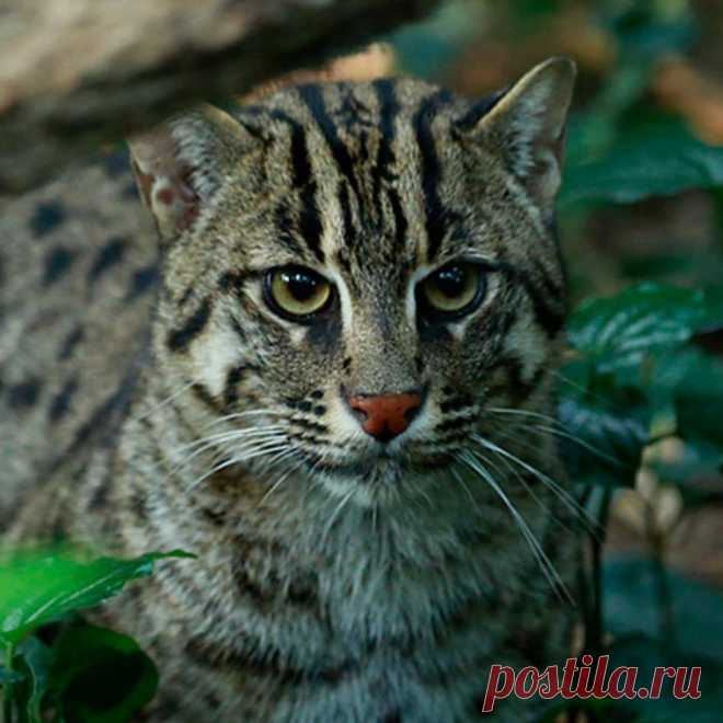 Кошка-Рыболов или Виверровый кот: 25+ фото Крапчатой, цена